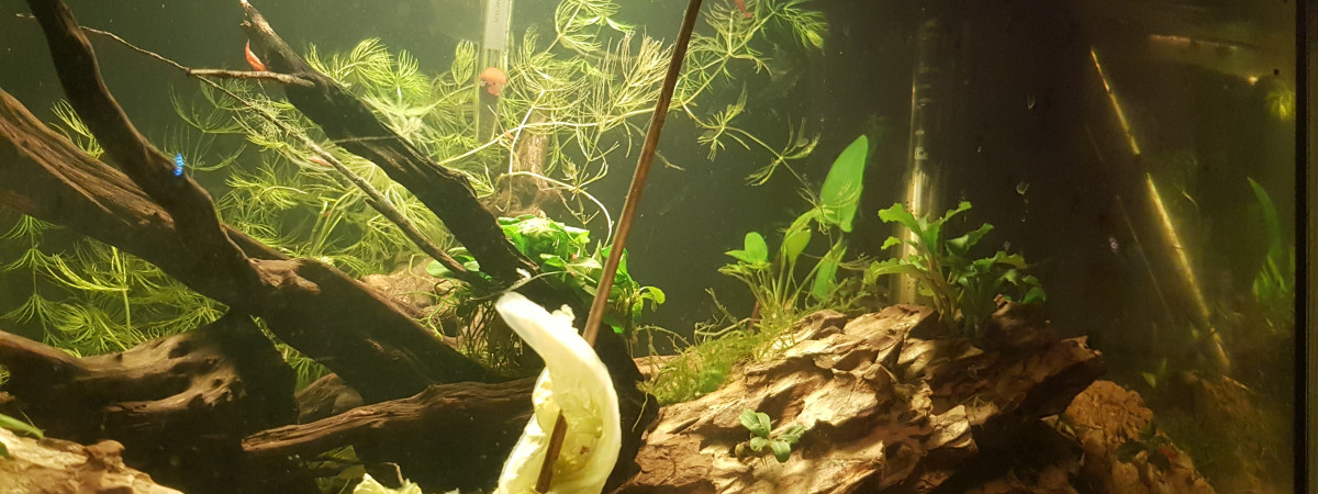 aquarium Asiatique