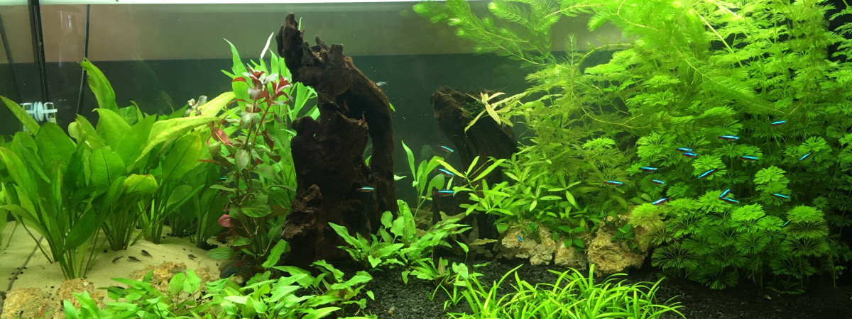 aquarium Mon premier amazonien