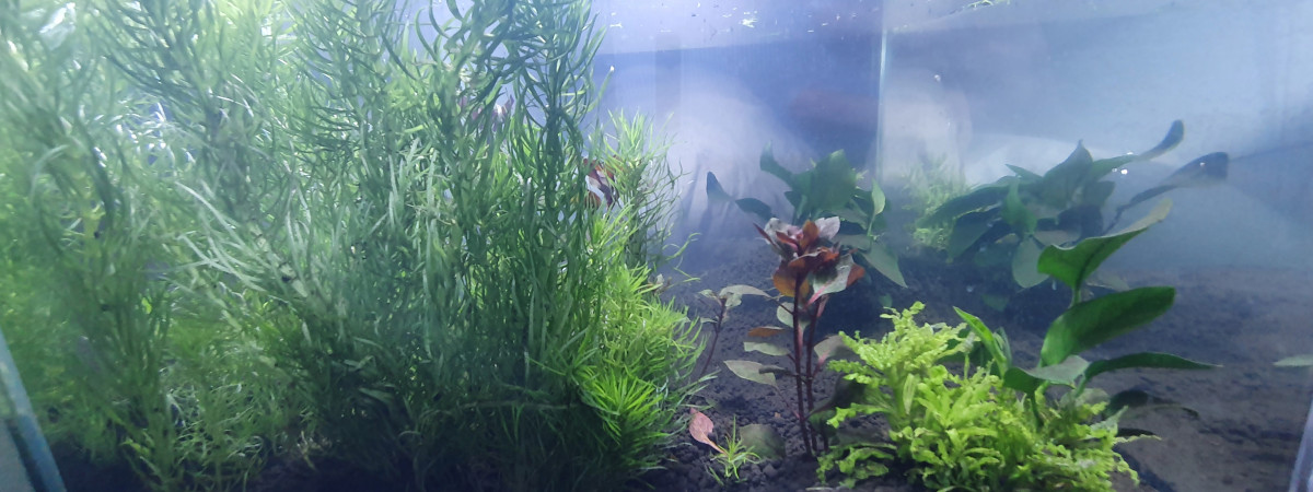 aquarium LowTech 2020