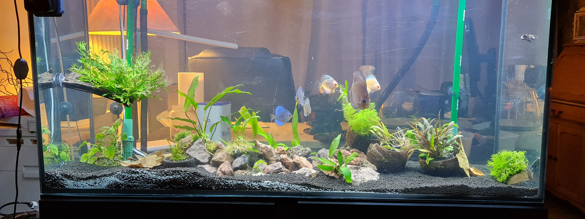 aquarium 240 Litres