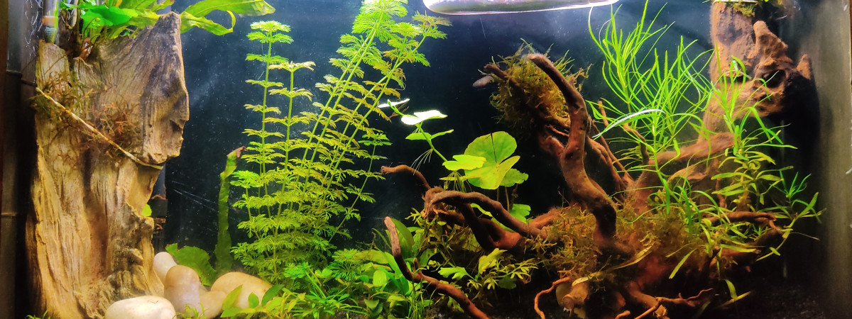 aquarium Spécial Killies