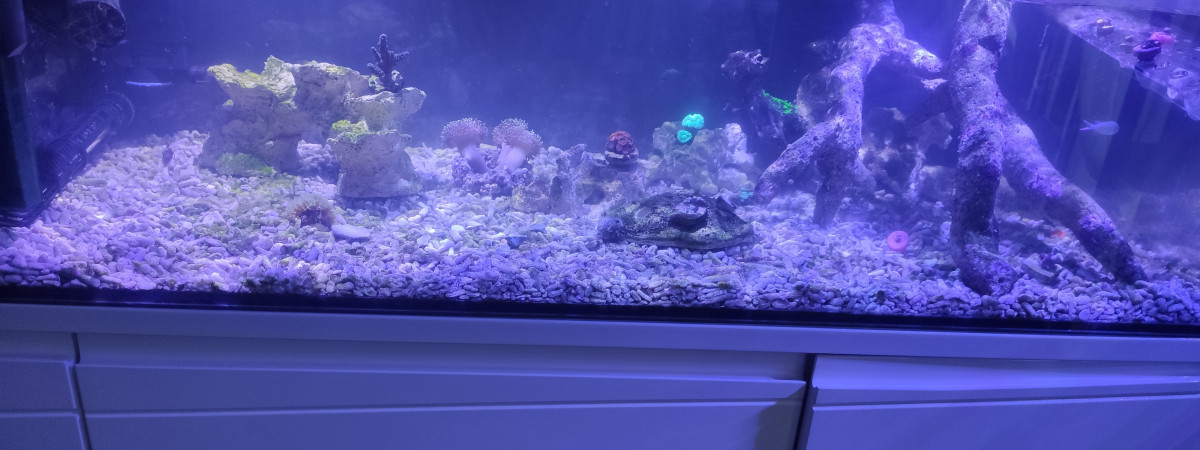 aquarium Shallow