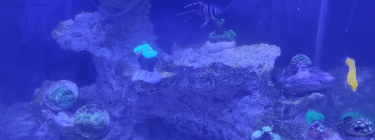aquarium Nano