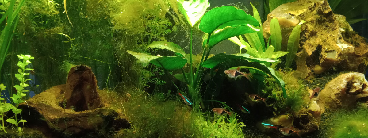 aquarium Rivière sauvage