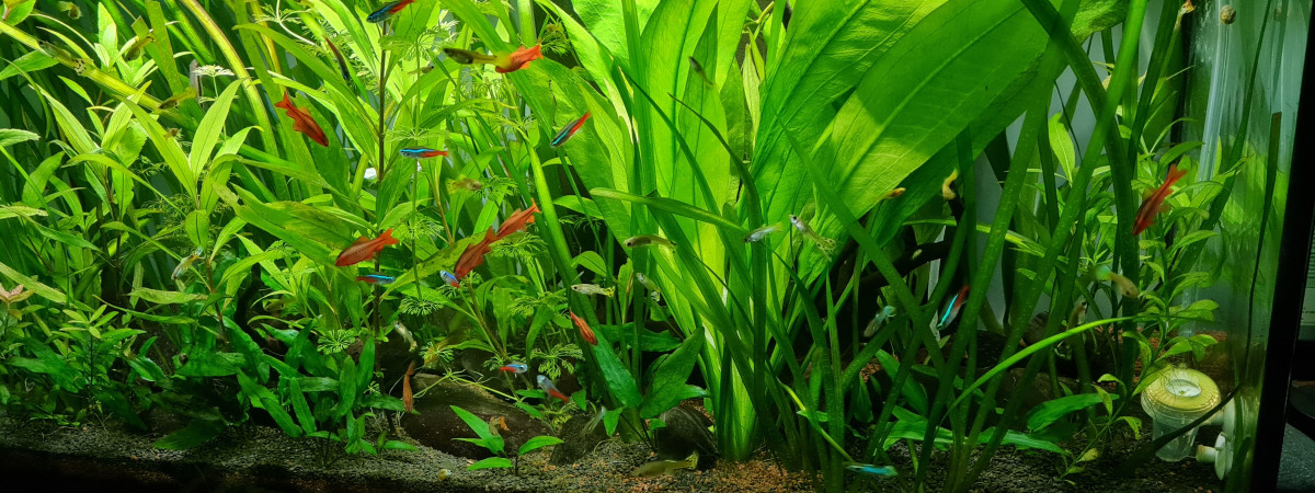 aquarium Bac 1
