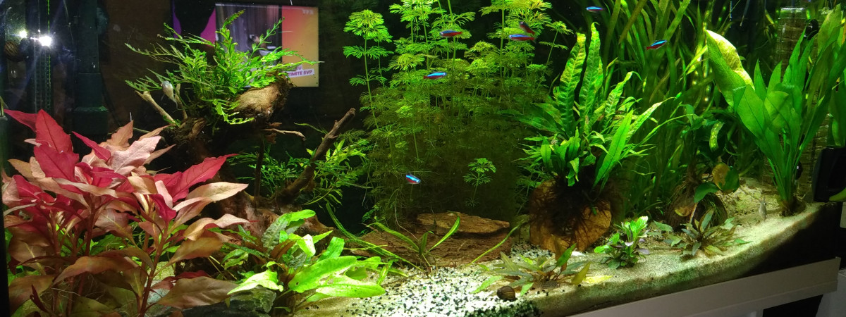 aquarium Amazonien