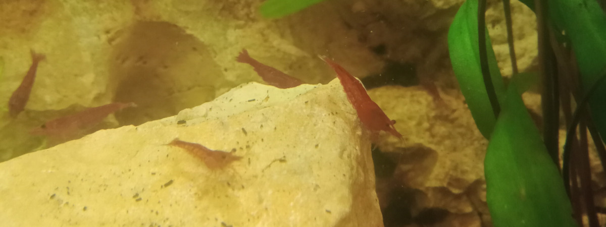 aquarium Communautaire Eheim 180