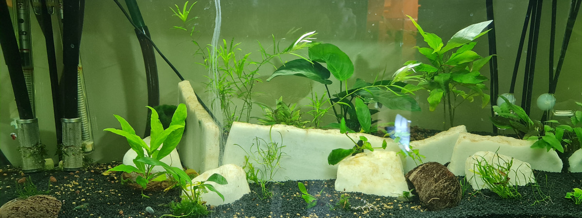 aquarium 100 Litres