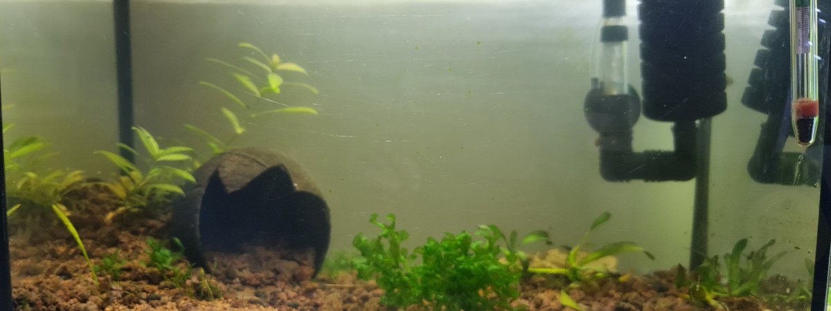 aquarium Néocaridina Davidii - black