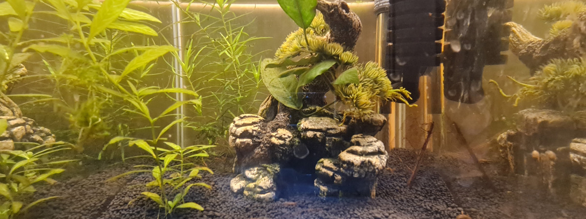 aquarium Crystal black