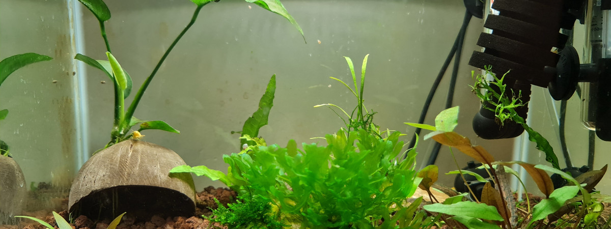 aquarium Néocaridina Davidii - gold