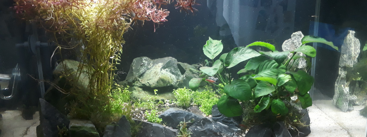 aquarium Themyscira