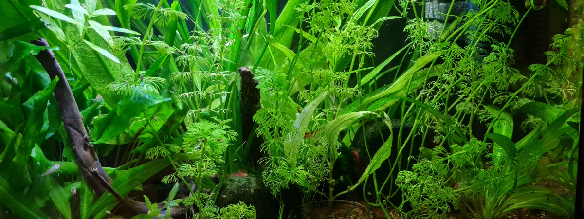 aquarium Bac crevettes