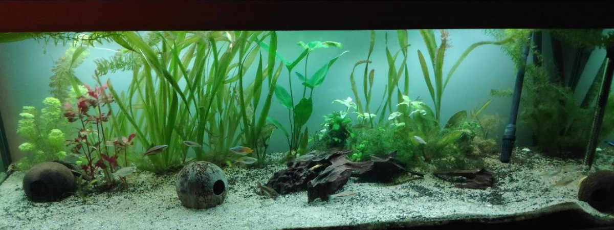 aquarium Monaqua