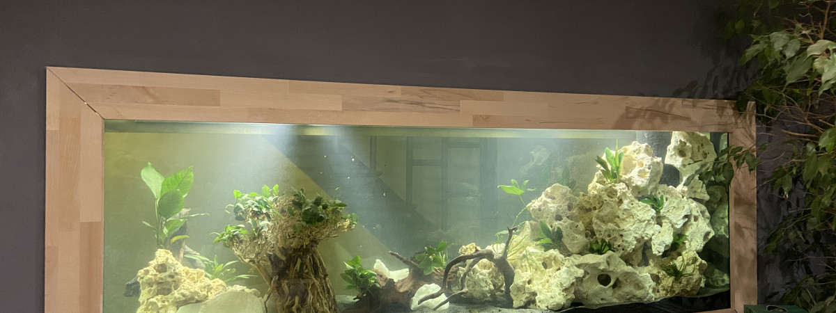 aquarium Malawi