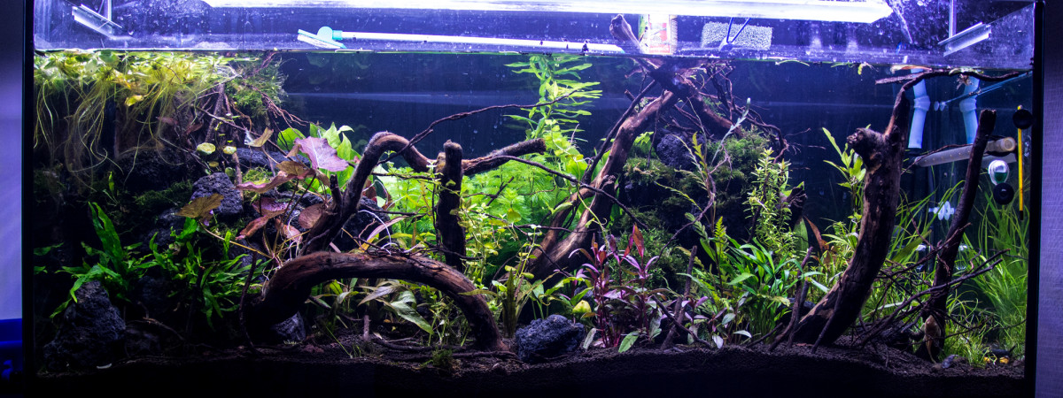 aquarium aqua 240