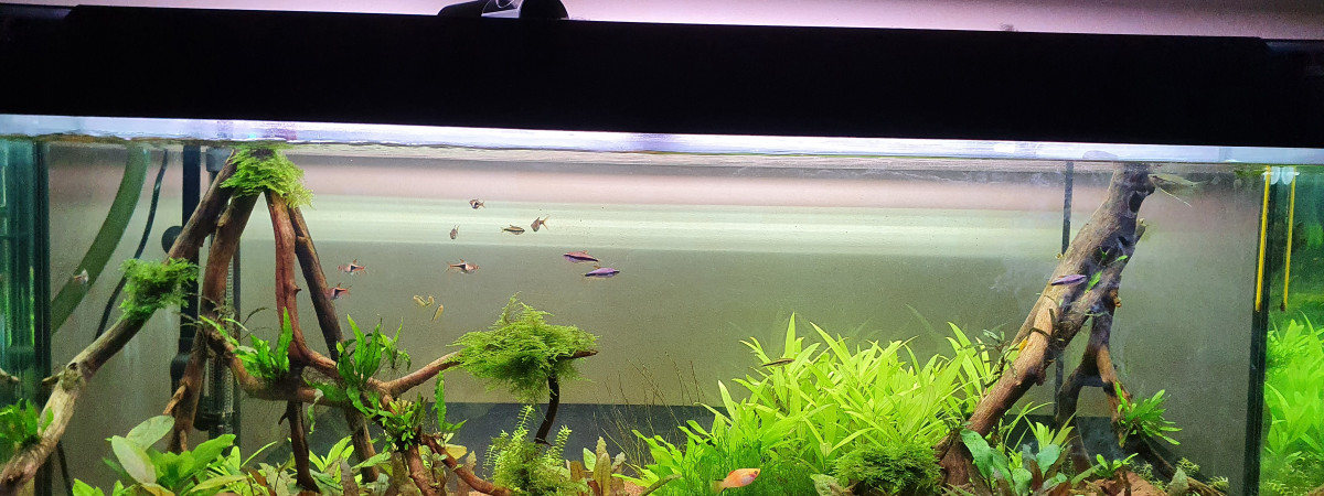 aquarium 240L