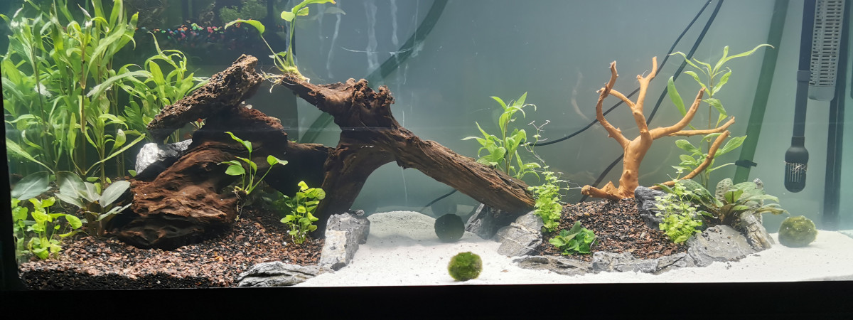 aquarium Rainbow