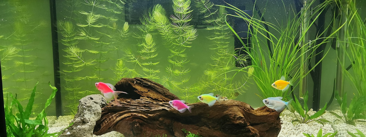 aquarium Glofish