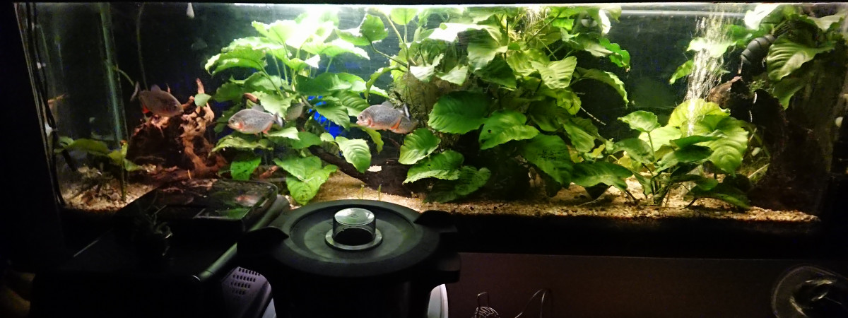 aquarium Piranhas