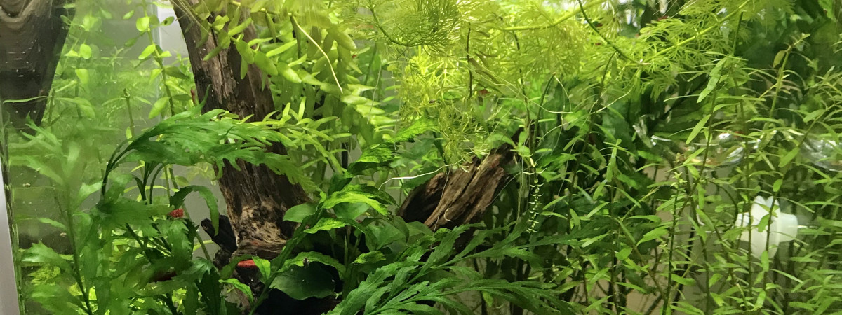 aquarium Dennerle 30L