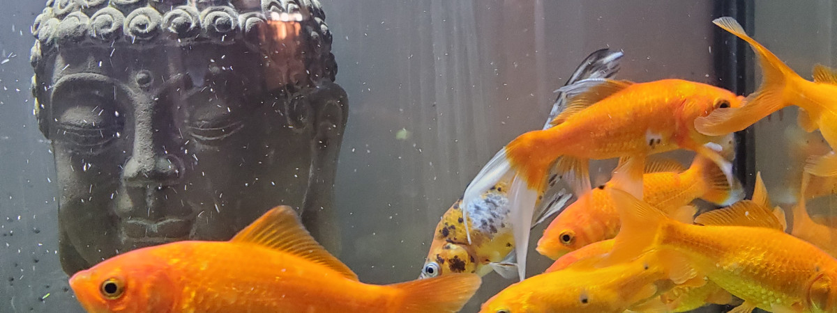 aquarium Poissons rouges