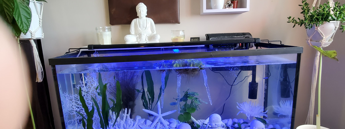 aquarium Télé travail