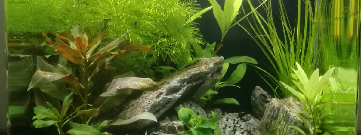 aquarium Nano 30l