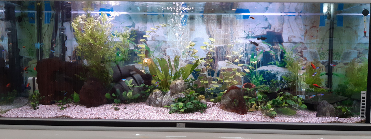 aquarium Salon