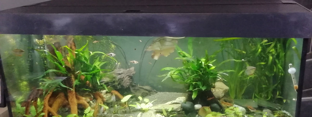 aquarium Wellone1
