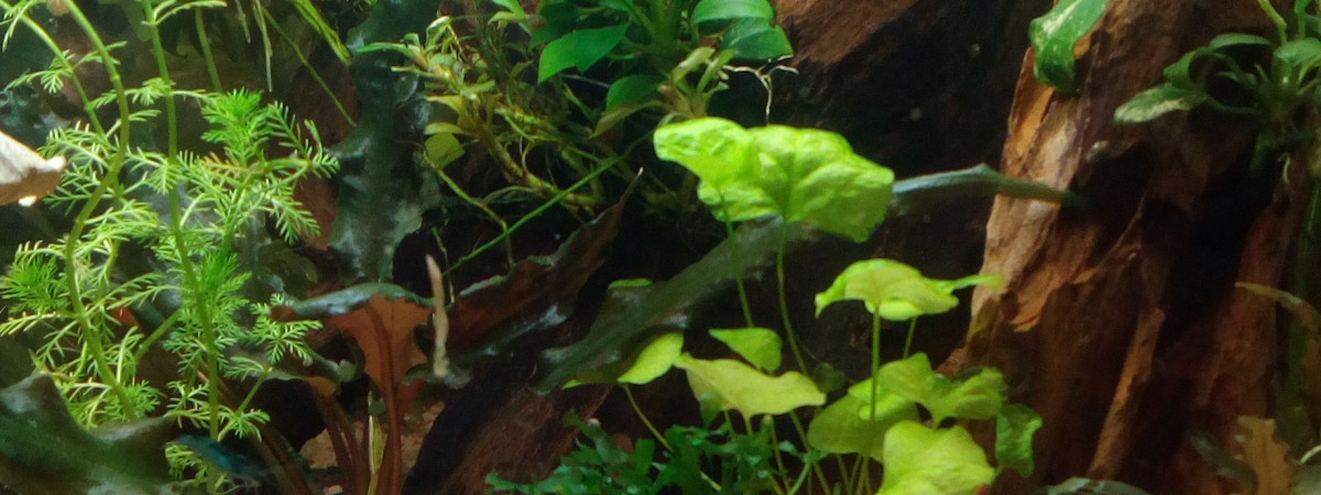 aquarium blue 20