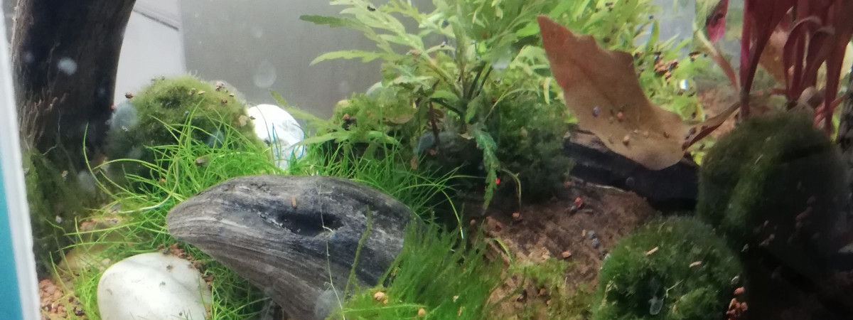 aquarium Crevetteland