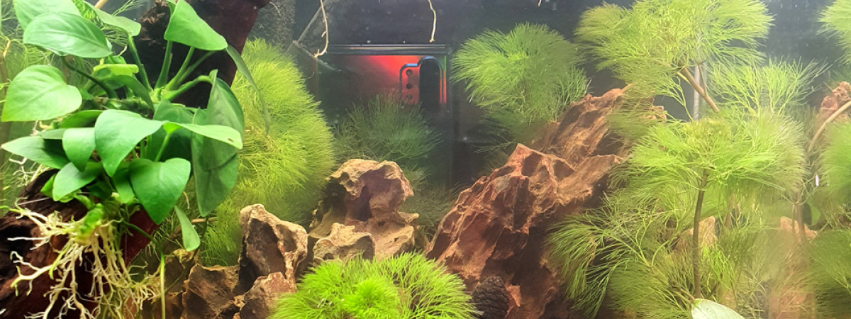 aquarium Sorrento Von Carmilla