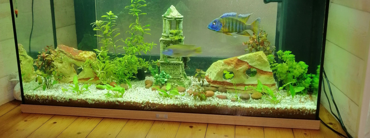 aquarium Miraculous