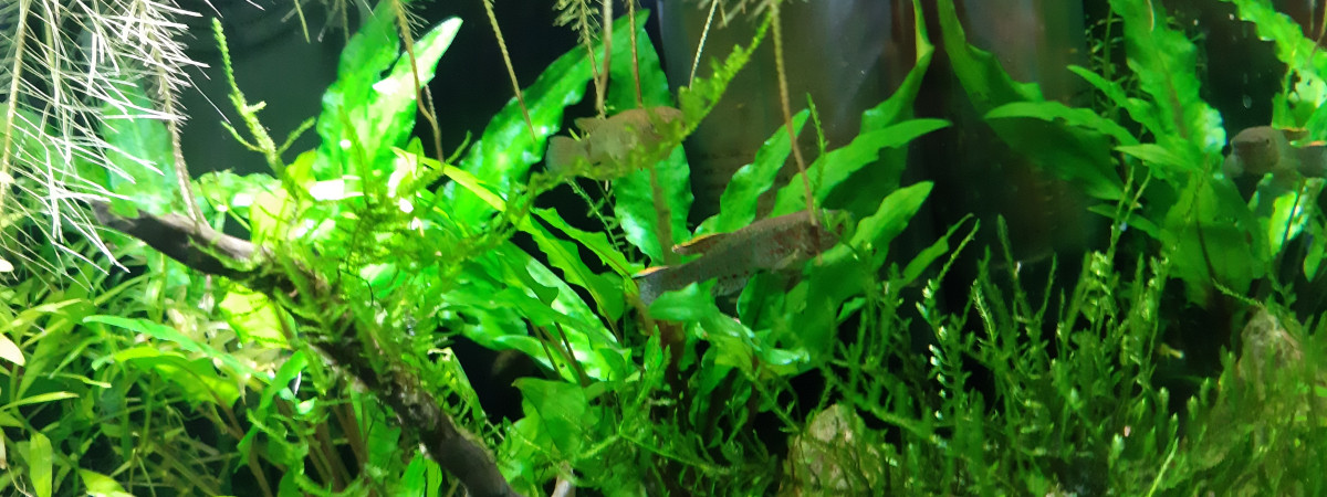 aquarium Nano 20 LITRES