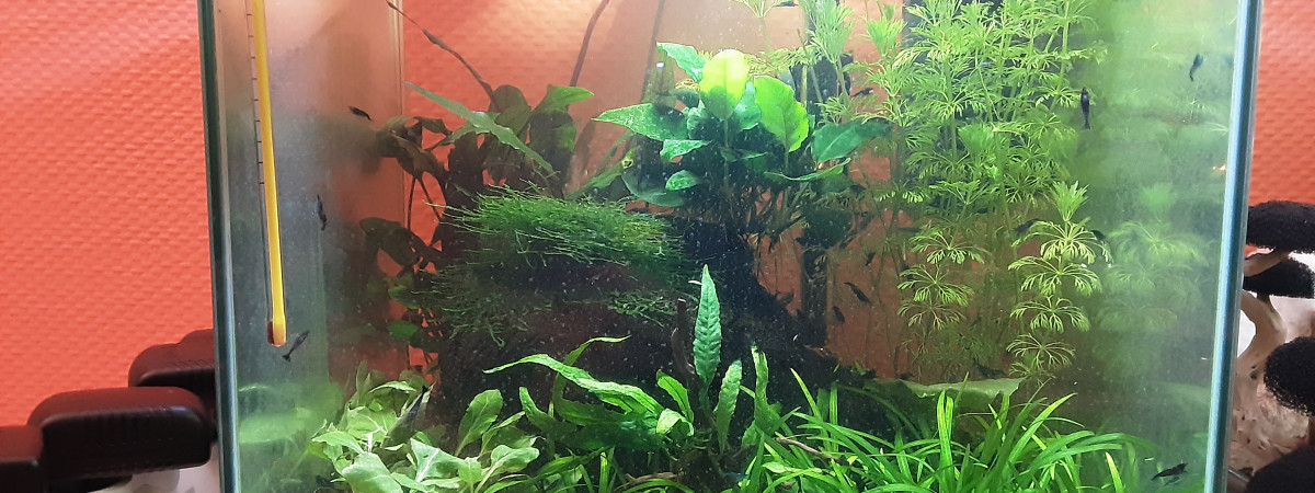 aquarium Neocaridina Blue Velvet 33L