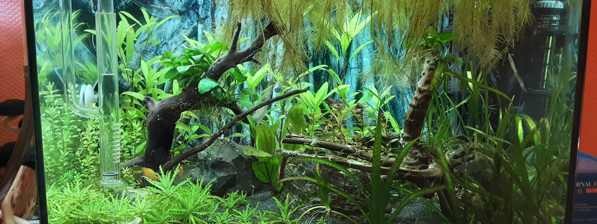 aquarium Asiatique 60L