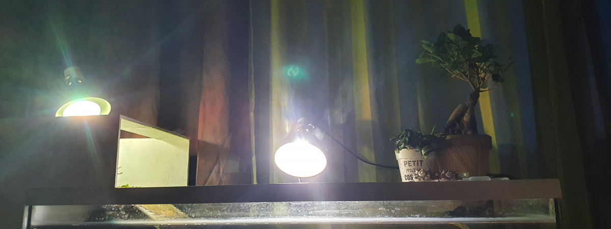 aquarium 120L Sternotherus carinatus