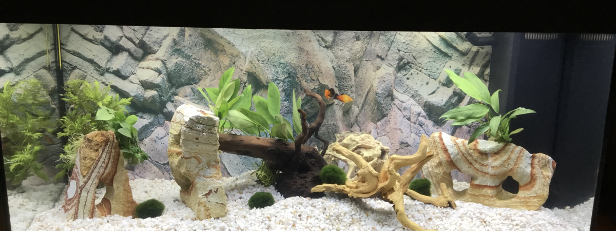 aquarium Aquarium