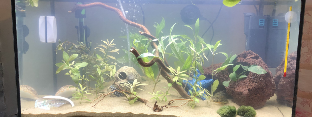 aquarium Aquarium communautaire