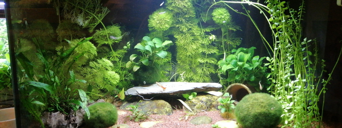 aquarium 60l Femelle guppys