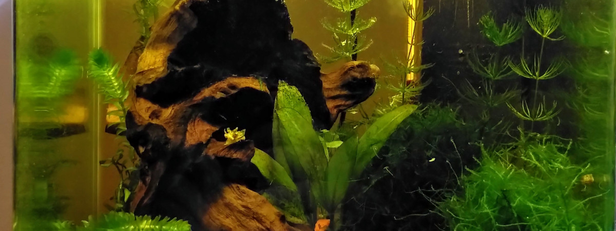 aquarium Nano 20