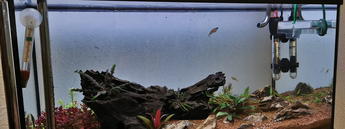 aquarium Aqua 60l