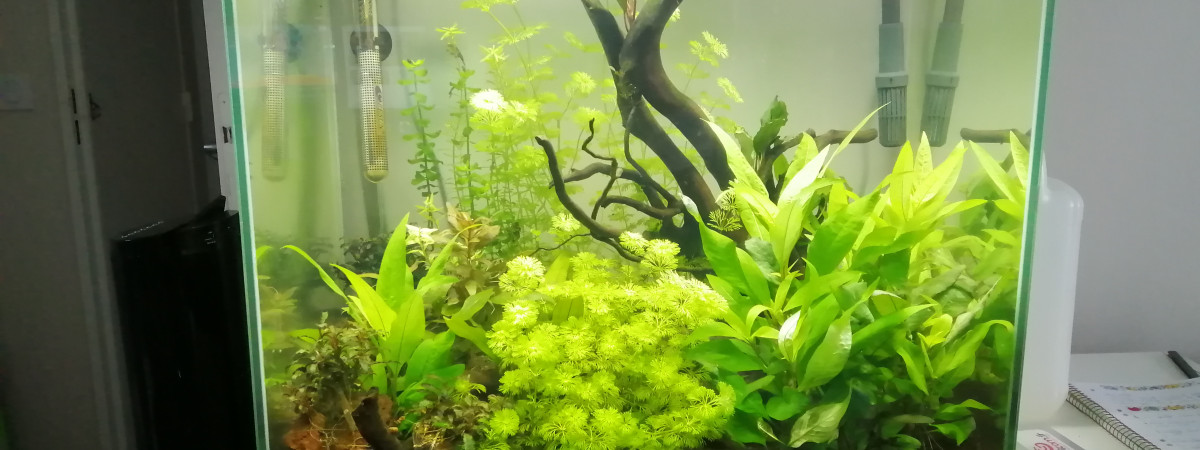 aquarium Asiatique