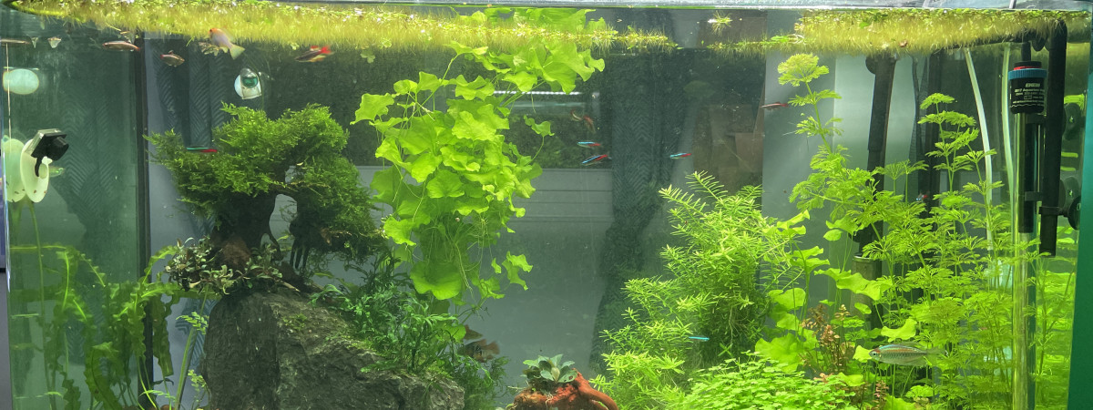 aquarium Chambre Jade