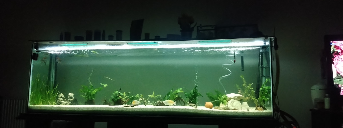 aquarium Paisible