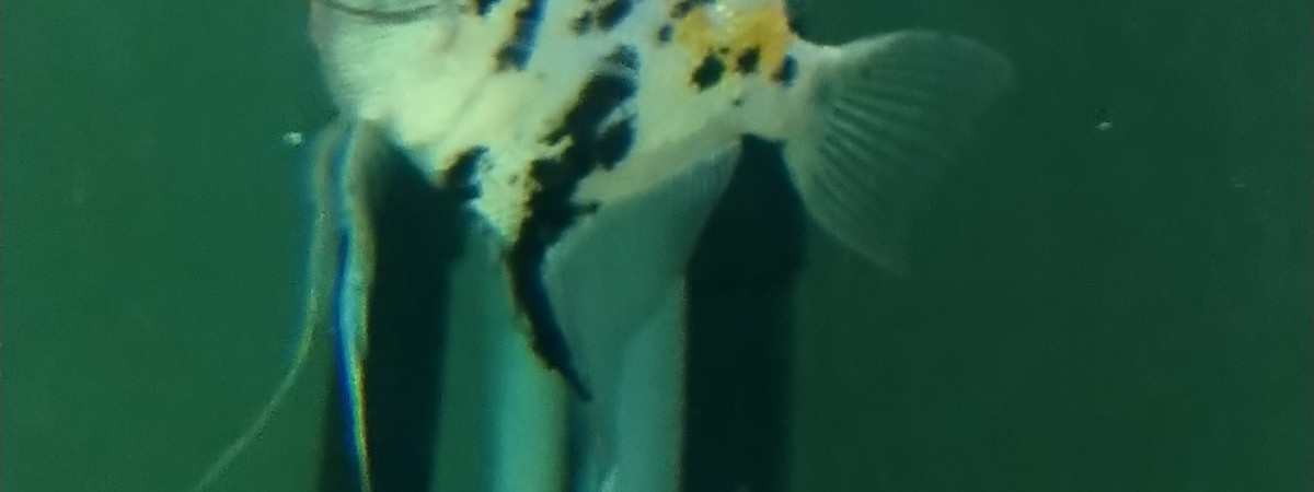 aquarium Paisible