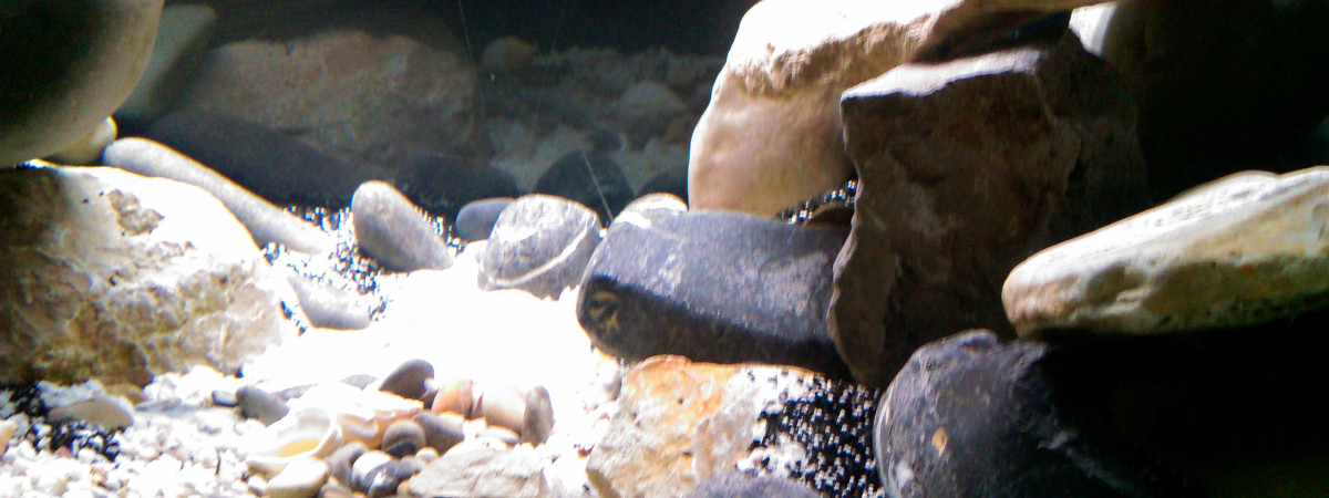 aquarium projet tanga