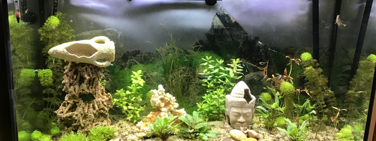 aquarium Aquarium salon