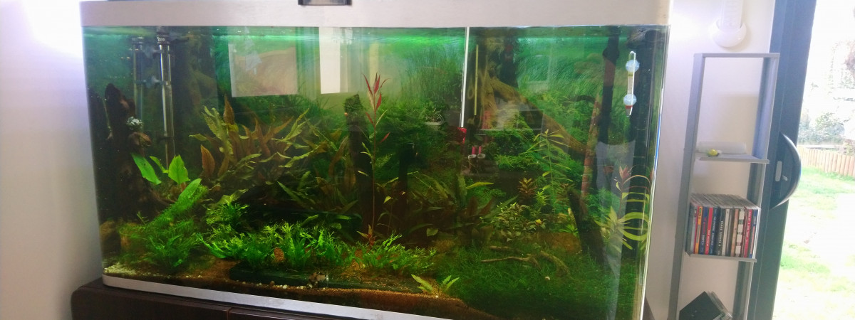 aquarium Fluval Osaka 320